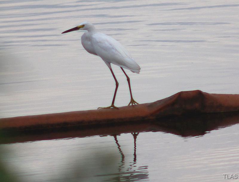 Snowy Egret